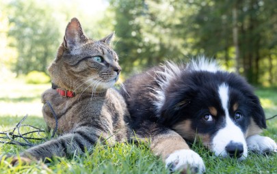 Dog and Cat