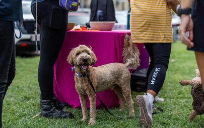 dog
