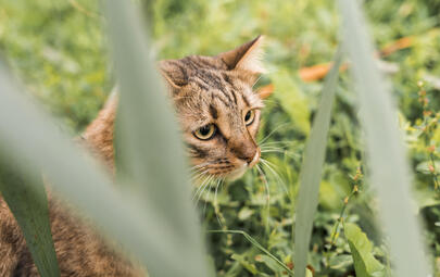 tabby cat in park