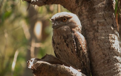 Tawny frogmouth owl