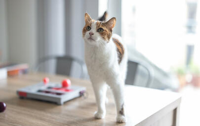 Cat on a table