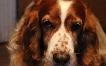 Close up of a dog looking at the camera