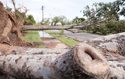 Tree that has fallen over laying on the road