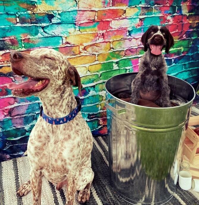 two dogs one sitting on a bucket