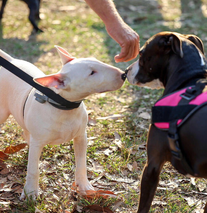 Two dogs booping