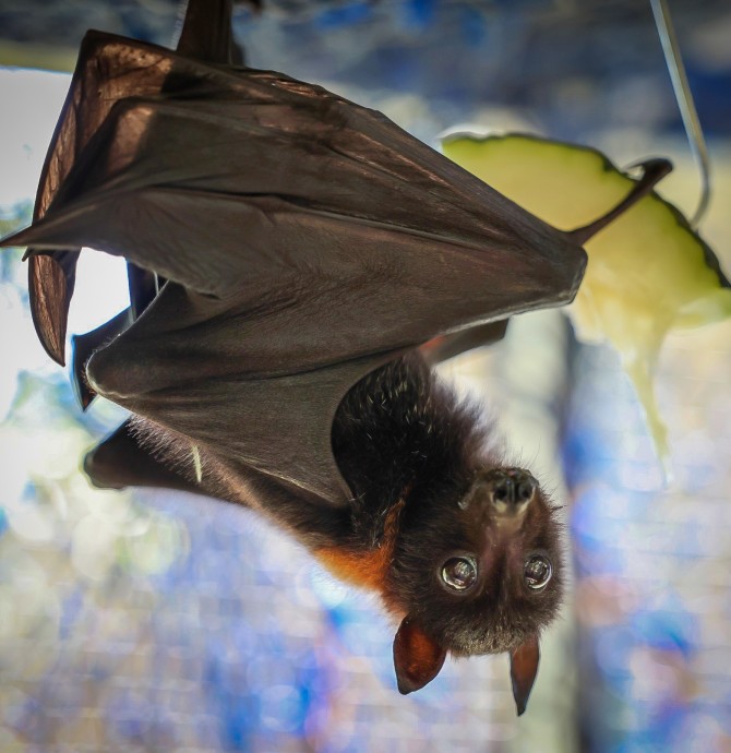 Bat night