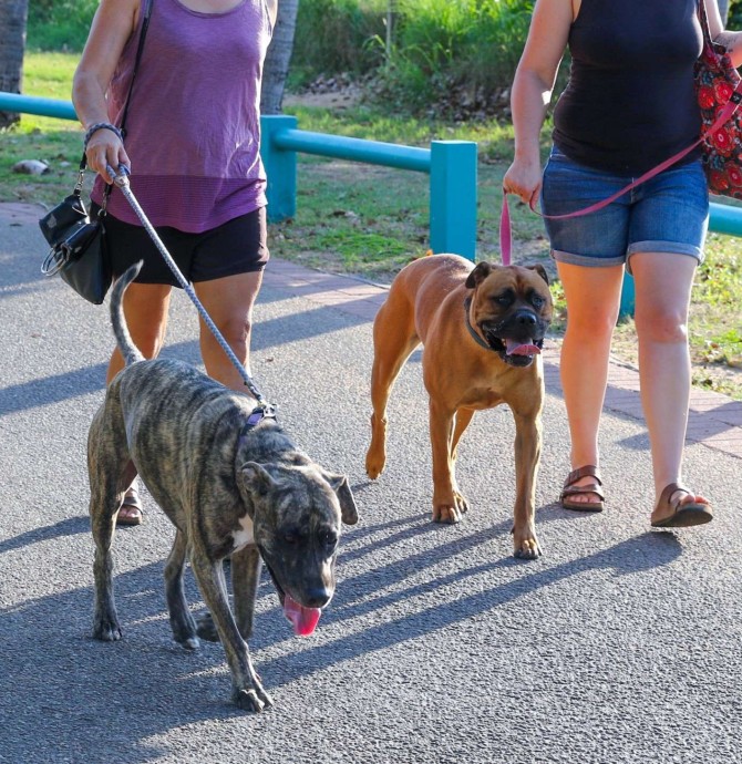 Dog Walk