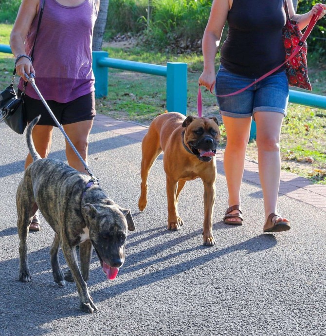 Walk n wag