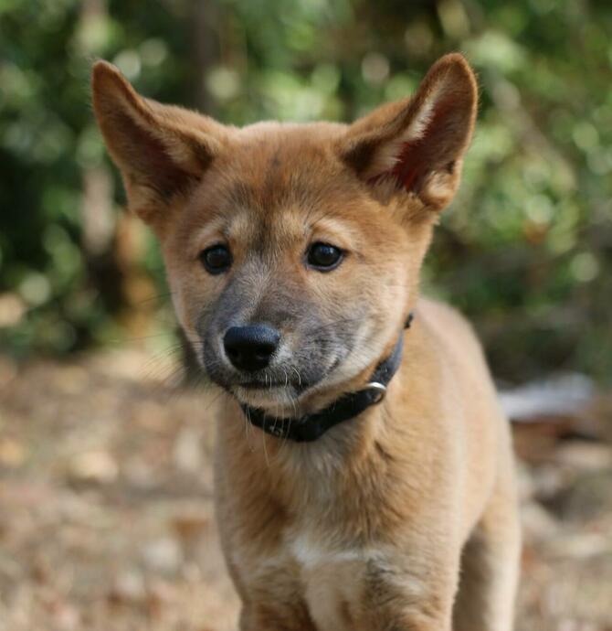 Dingo