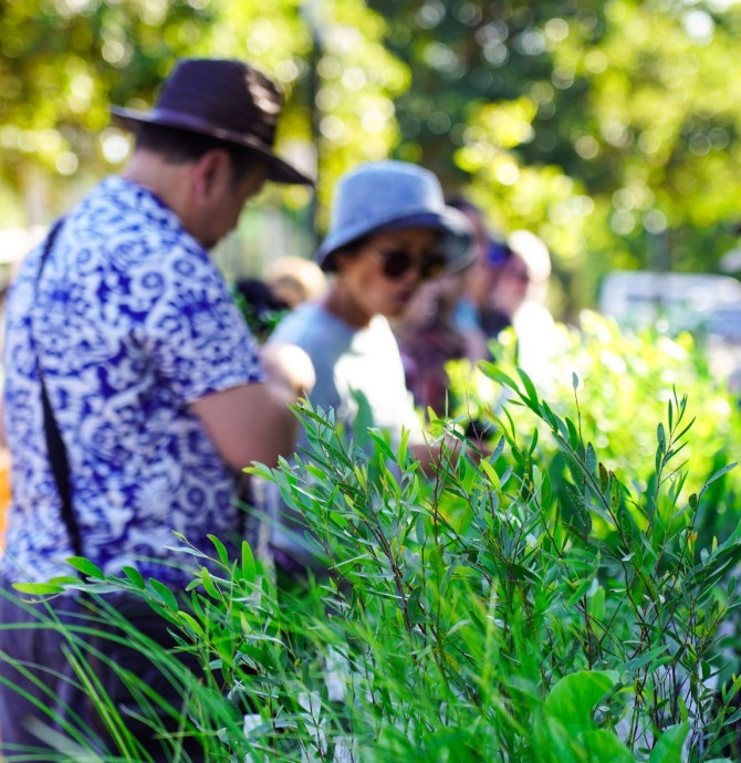 Native Plant Giveaway - Water Gardens, Jingili 