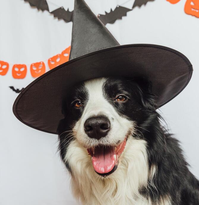 border collie dressed for halloween