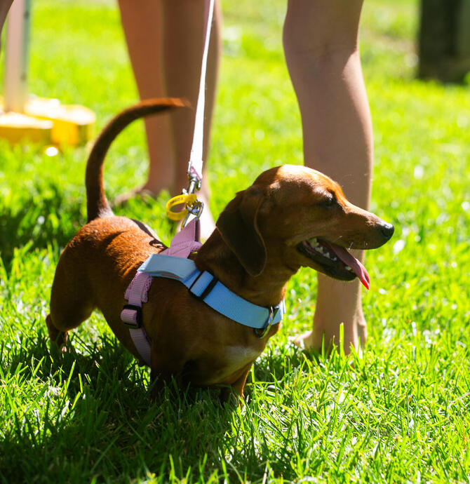 Dog in grass