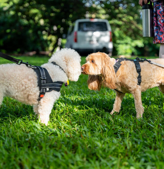 two dogs looking at each other