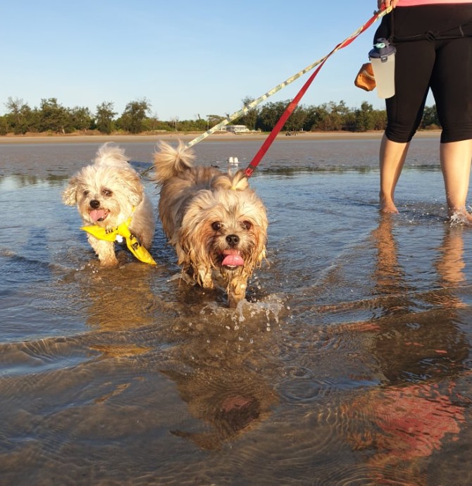 Walk n Wag