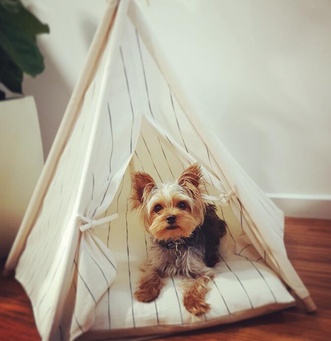 Small yorkie in white tent