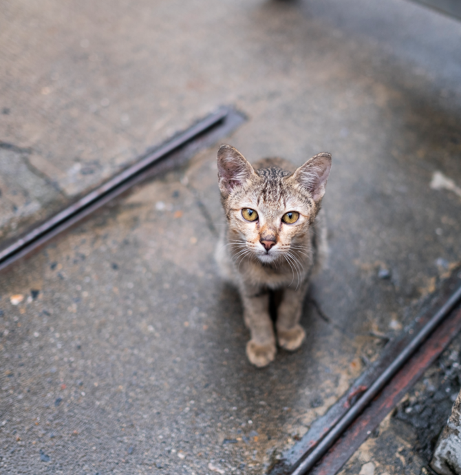 cat in city streets