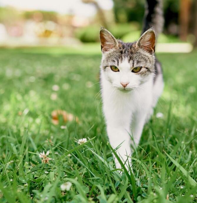 cat walking outside on the hunt