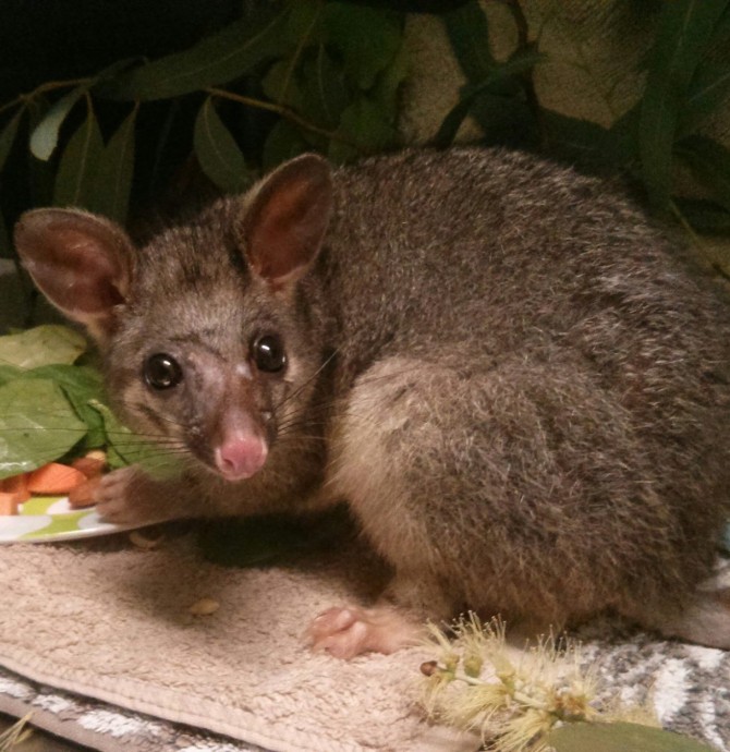 image of a possum