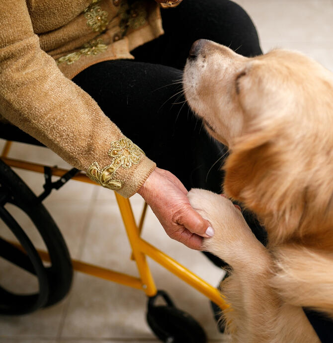 person in wheelchair holding dogs paw