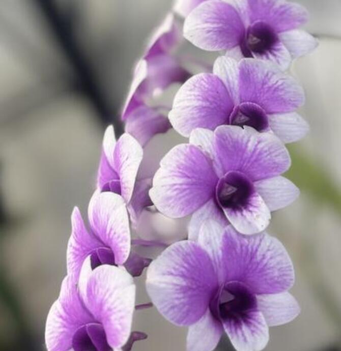 NT Orchid Spectacular 2025