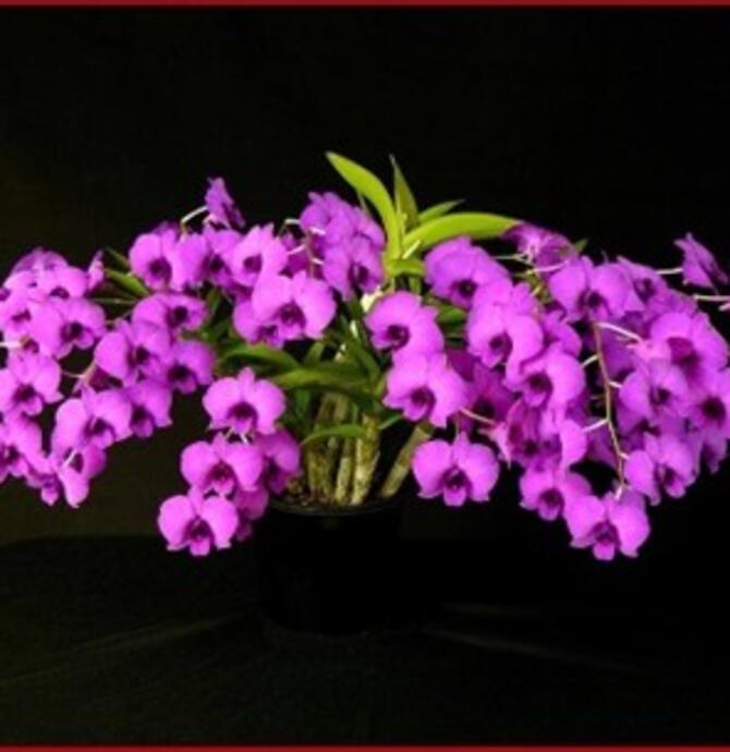 NT Orchid Spectacular 2026