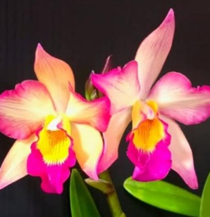 Nightcliff Orchid Society Spring Show