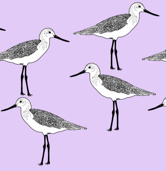 Shorebird Welcome Festival