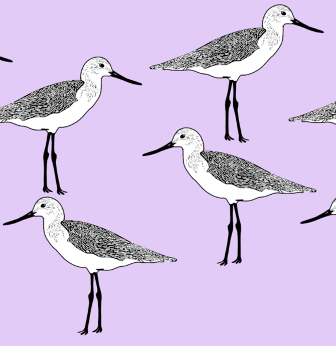 Darwin-Garramilla Shorebird Festival