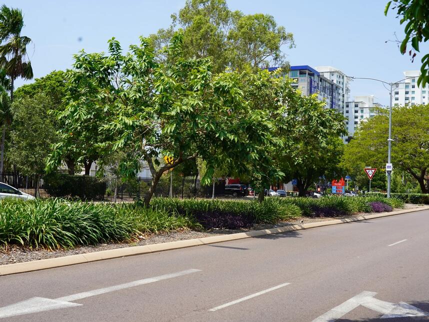 Daly Street Beautification_2024