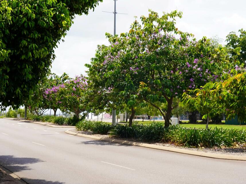 Daly Street Beautification_2024