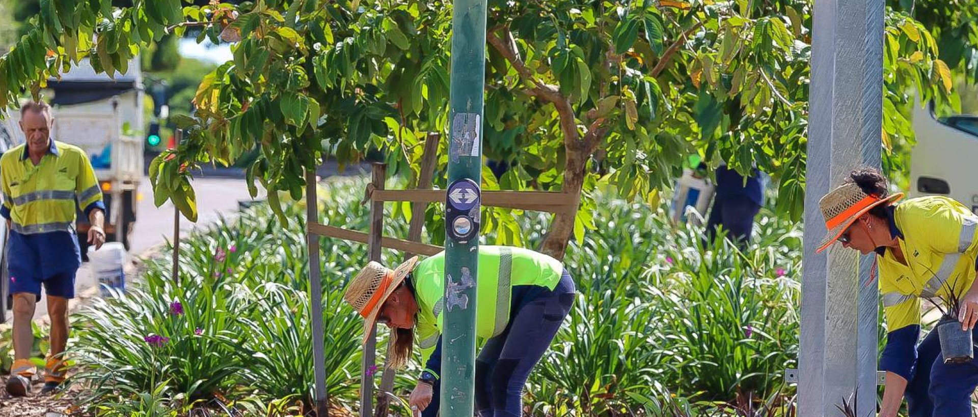 Daly Street Greening