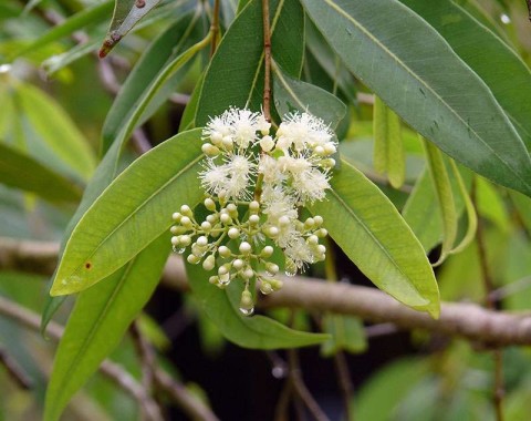 Syzygium armstrongii - native plant