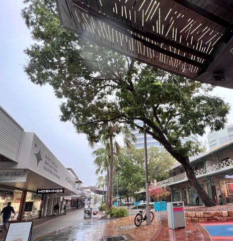 Tree removal Smith Street Mall