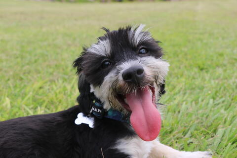 Smiling happy dog lying in grass