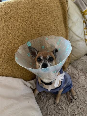 dog on couch after desexing surgery