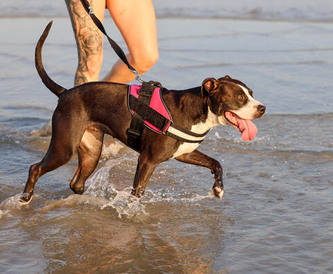 happy dog