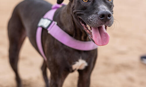 Don’t bite, be polite - free pet parent workshops 
