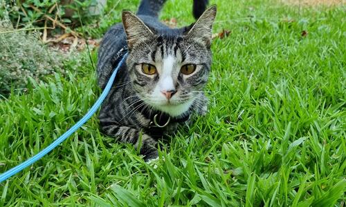 Residents of Darwin are required to renew their dog and cat registrations by Sunday 1 September.