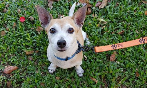 City of Darwin is inviting Darwin dog owners to Barking Matters, a free one-hour workshop designed to help owners better understand barking behaviour and learn practical ways to work with their dogs.