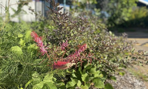 image of Territory Native Plants