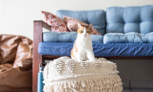 Cat Tracking Program results drive desexing push in key suburbs 