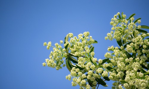 Alstonia shutterstock - native plant