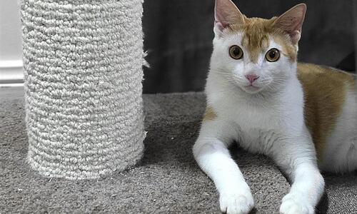 City of Darwin has desexed 60 cats in suburbs with the highest rates of roaming cats and impoundments, helping prevent future population growth and supporting efforts to protect local wildlife.
