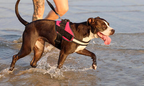 happy dog