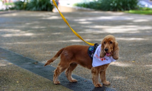 Final call for cats and dogs