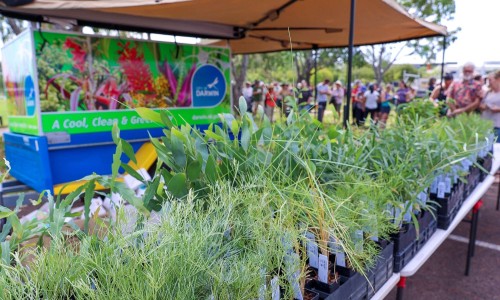 City of Darwin Native Plant Giveaway