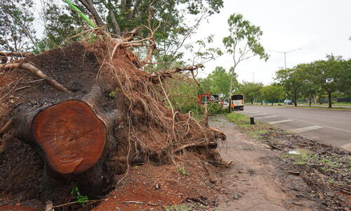 Community safety alert – parks remain closed due to tree fall risk