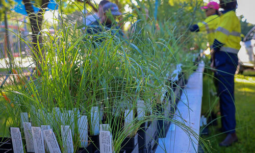 Darwin residents have the chance to snap up some free native plants thanks to City of Darwin’s popular native plant giveaway program