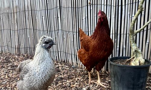 From Wednesday 2 October 2024, the grace period for Darwin households to make alternative arrangements in order to comply with limits of two roosters and 20 chickens per household will cease