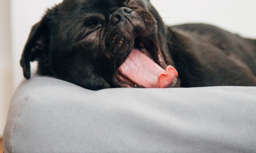 Dog Yawn